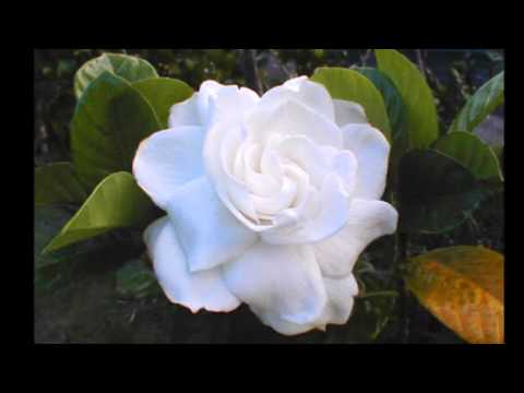 DJ Williams "NEI NANOU BY EMELYNE" 🌸