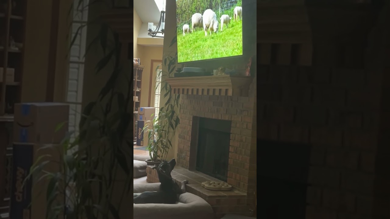 Enlarge Tina, a Adoptable Shepherd in Avon, OH video 6/6