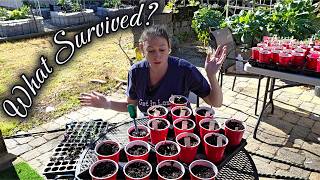 Up-Potting My Pepper Seedlings 🌶️ What Actually Germinated