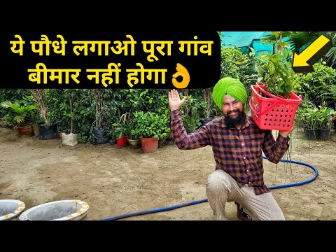 Farmbaba organics stevia fresh leaves powder ( effective in ...