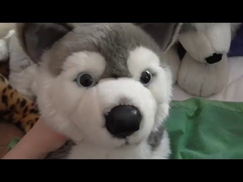 ♡My husky plush collection♡