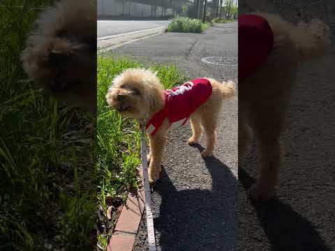 経営学科 トイプードル1歳 #トイプードル #おパンツカット #toypoodle