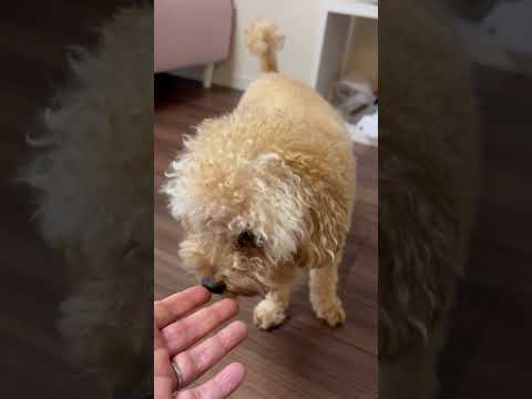経営学科 ルンバが怖いトイプードル14ヶ月 #toypoodle #トイプードル