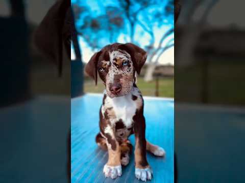 5 Facts About the Bold and Unique Catahoula Leopard Dog