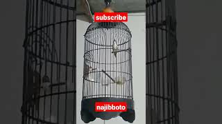 Download lagu burung remetuk laut atau sulingan bersuara layaknya harmonika mp3