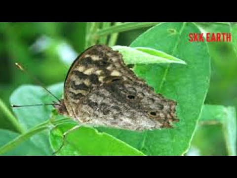 तितलियाँ कैसे बताती हैं कि पर्यावरण कितना स्वस्थ और संतुलित है