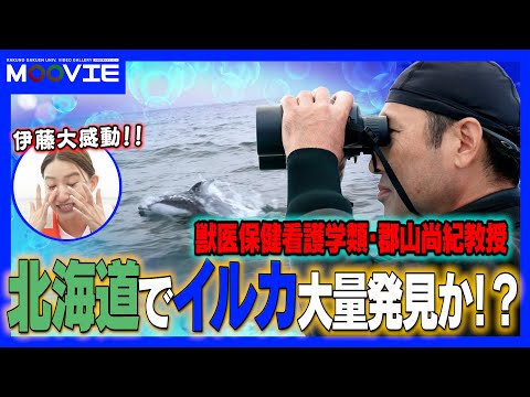 先端経営学科 イルカを調査しに行こうin八雲！獣医学博士が海上で研究することとは…！？