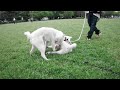 Kishu - Playing mother and child of Kishu dog