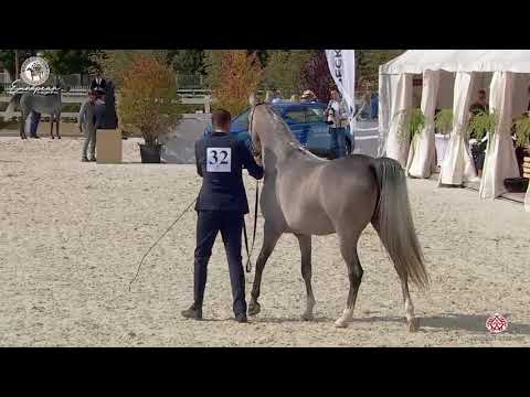N.32 DANA J - European Championship 2020 - Prague - Fillies 3 Years Old (Class 3)