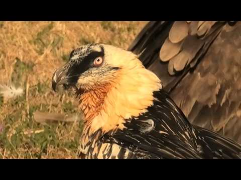 QUEBRANTAHUESOS | BEARDED VULTURE | Gypaetus barbatus