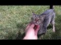 The Cute Hungry Tabby Cat I Encountered In The Park Came Running And Wanted Food