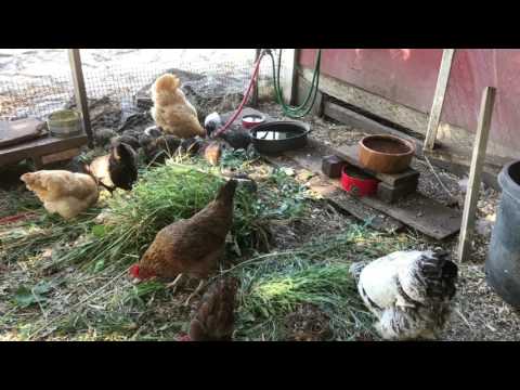 Raising chickens 101, getting started & what they don't tell you