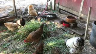 Raising chickens 101, getting started & what they don