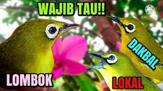 Download lagu PERBEDAAN PLECI DAKUN LOKAL DAKBAL DAN LOMBOK mp3