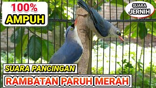 Download lagu SUARA PANCINGAN & MASTERAN RAMBATAN PARUH MERAH JERNIH !!! mp3