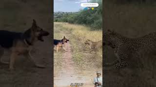 Download lagu ANJING VS MACAN TUTUL ‼️ #shorts #animals mp3