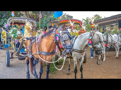 SPECIAL DELMAN RIDE | HORSE DELMAN - HORSE RIDE