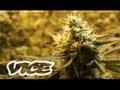 Documentary Drugs - Canada's War on Weed