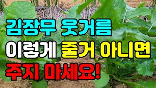 김장무 1차웃거름 잘못주면 질기고 맛없는 무 됩니다. 1차 웃거름은 꼭 이걸 주세요.