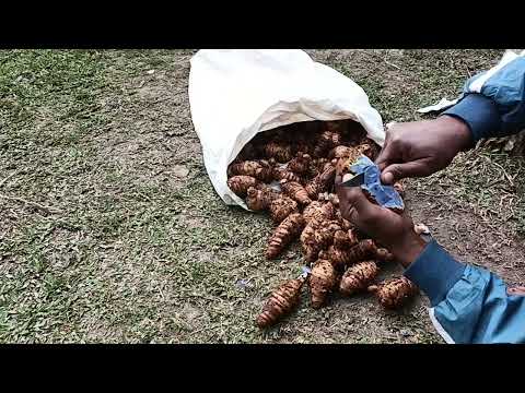 Black Turmeric Curcuma Caesia Kali Haldi, 50 kg, Bulb