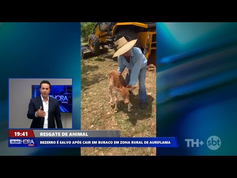 Bezerro cai em buraco e retroescavadeira é usada no salvamento, em Auriflama