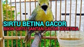 Download lagu SIRTU BETINA GACOR SUARA PALING AMPUH UNTUK PANCINGAN SIRTU JANTAN LANGSUNG NYAUT SEMUA mp3 Download lagu SIRTU BETINA GACOR SUARA PALING AMPUH UNTUK PANCINGAN SIRTU JANTAN LANGSUNG NYAUT SEMUA mp3