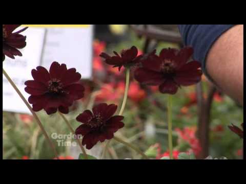 download lagu mp3 mp4 Chocolate Cosmos, download lagu Chocolate Cosmos gratis, unduh video klip Chocolate Cosmos