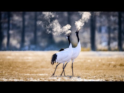 Graceful Giants: The Majestic World of Red Crowned Cranes! 🌸🦢