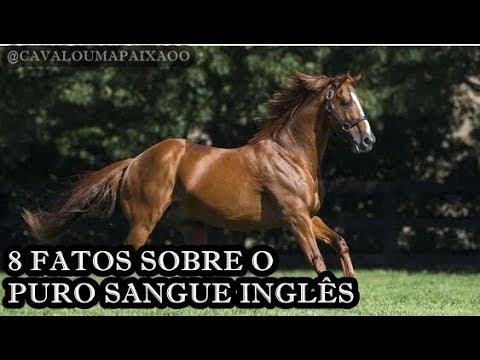 8 FATOS SOBRE O PURO SANGUE INGLÊS