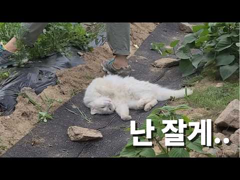 시골 밭에서 고양이는 오늘도 누워있어요