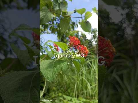 IGARAPÉ MG #conexaocomanatureza #bikelife #minasgerais #gratidão