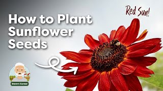 How to Plant Sunflower Seeds (for Best Results!)