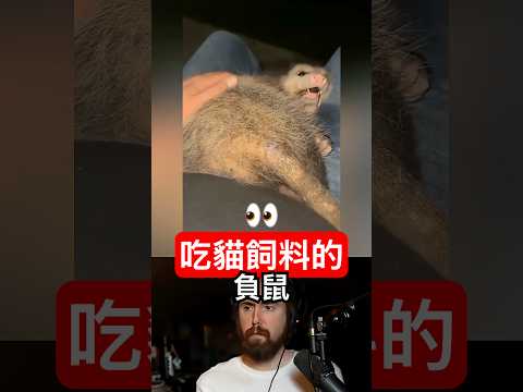 吃貓飼料的負鼠