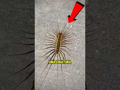 It looks scary, but it protects you 😱🦗🛡️