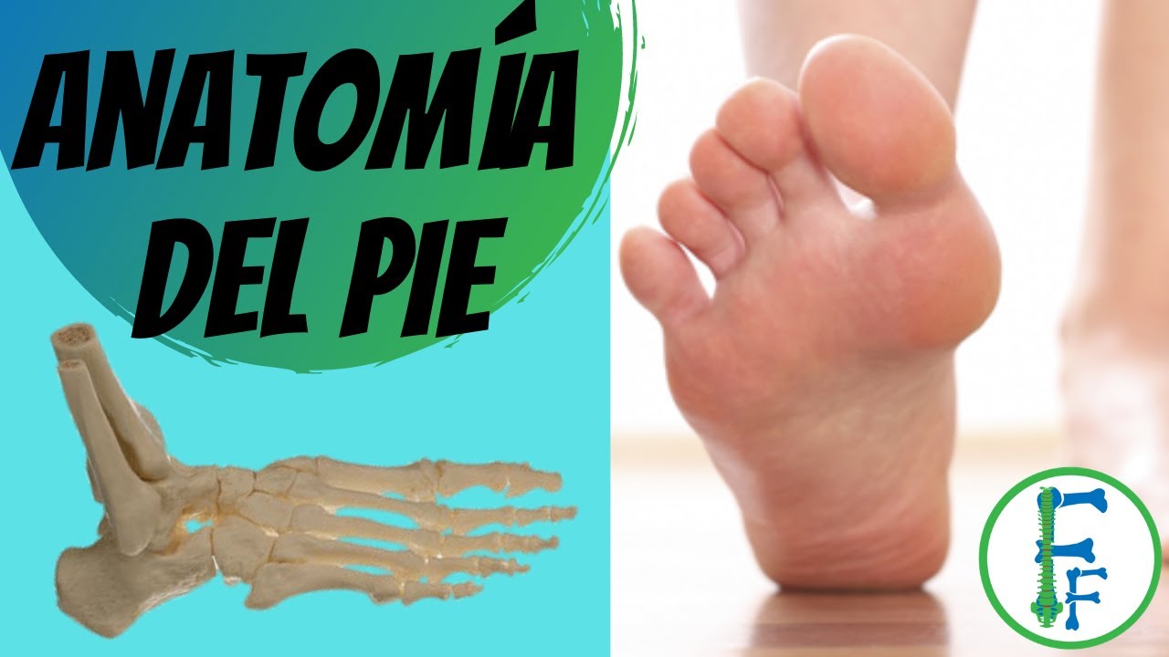 ANATOMIA DEL PIE | Sistema oseo | Sistema ligamentoso