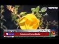 CNN Verifies That This Flower Blooms By The Voice Of Azan SubhanAllah