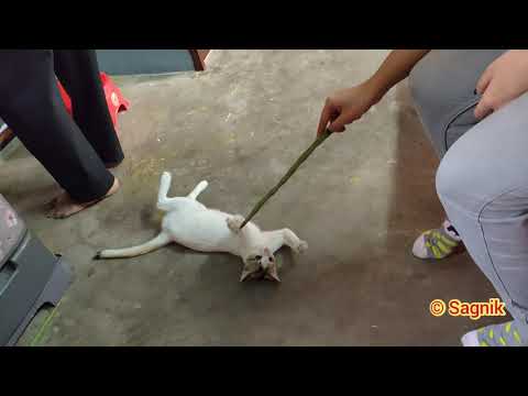 Playful Cat | Domestic Cat