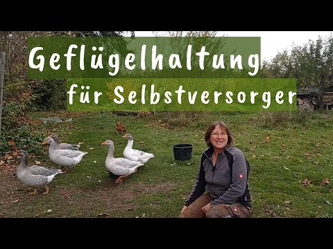 „Geflügelhaltung in der Selbstversorgung: Fluch oder Segen?“
