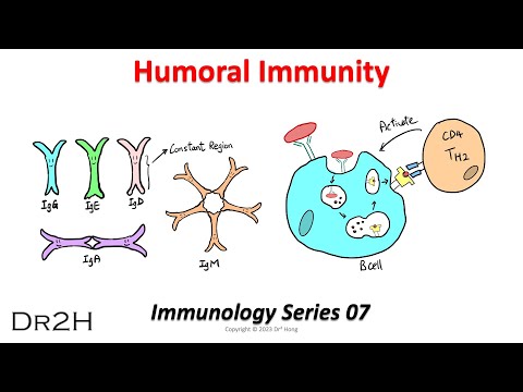 Aula 07 de Imunologia do Dr.Hong: Imunidade Humoral, Resposta Imune Adaptativa