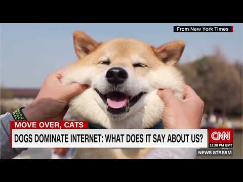 Does the Internet prefer dogs over cats?