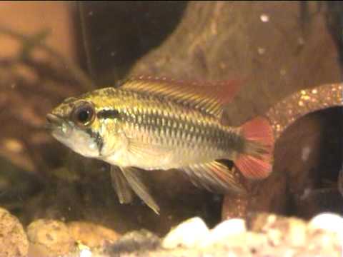Apistogramma agassizii, der Spatenschwanz-Zwergbuntbarsch