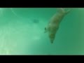 GoPro Scuba Diving Dog