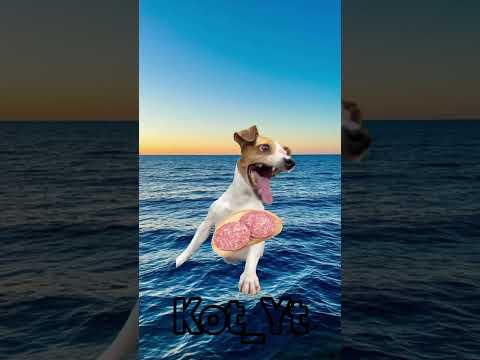 котик купается в океане!🙀 #жиза #cat #мемас #кот #прикол #юмор #котики #смешно #subscribe #memes #я