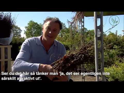 Barrotade lövfällande häckväxter | tips och underhåll