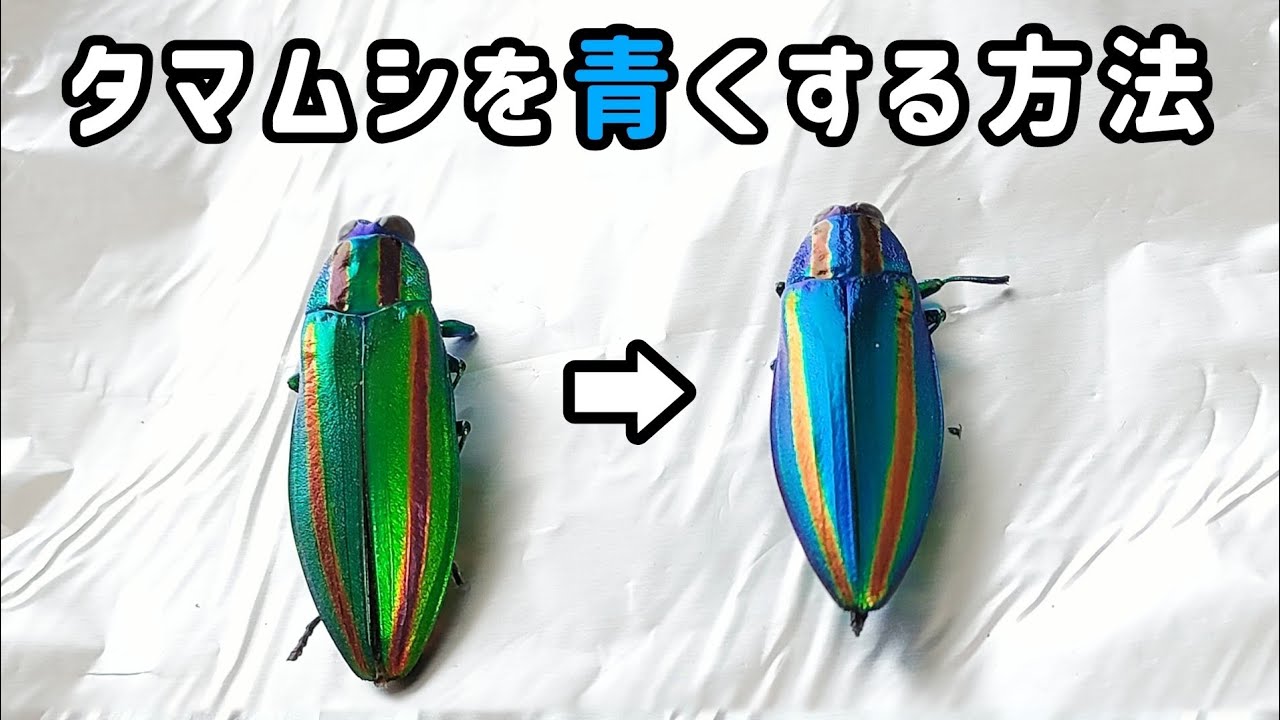 タマムシを加熱すると青くなる実験−ヤマトタマムシ構造色