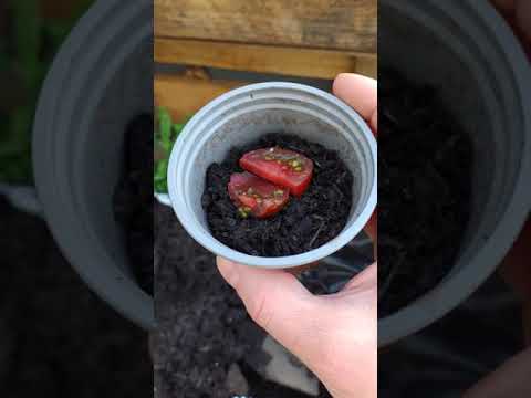 Frische TomatenScheiben einpflanzen. Samen aus frischen Tomaten gewinnen. Samenernte  #shorts