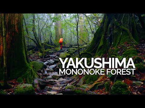 3 Days Silent Hiking in Winter Yakushima - Mononoke Forest