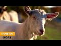 MUROTTAL JUZ 30 HEWAN NGAJI JUZ 30 HEWAN LUCU BELAJAR MENGAJI FUNNY GOAT