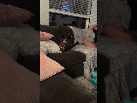 Got a new toy and then decided the whole would was her enemy