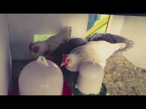 2) Einzug der Hühner  - Traktor, Chicken  -  Tractor, Mobiler Hühnerstall, Hühnerhaltung